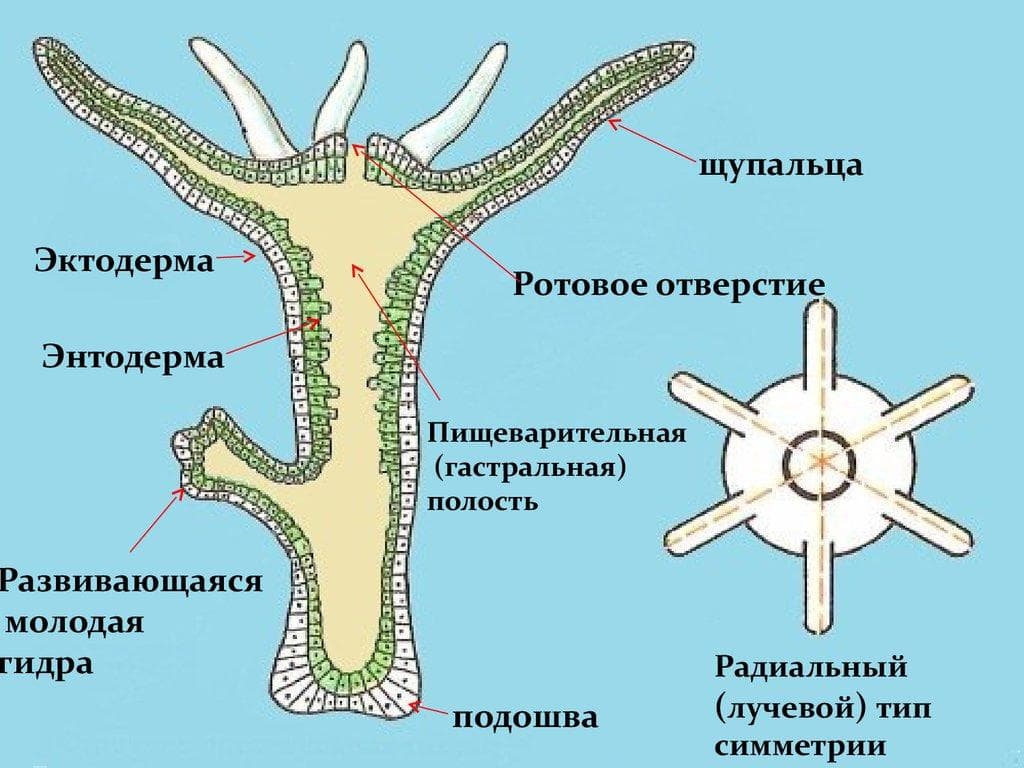 Как восстановить аккаунт на кракене